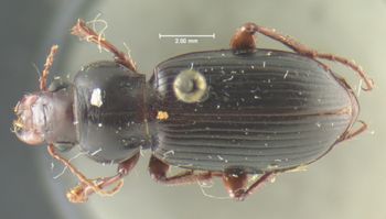 Media type: image;   Entomology 25666 Aspect: habitus dorsal view